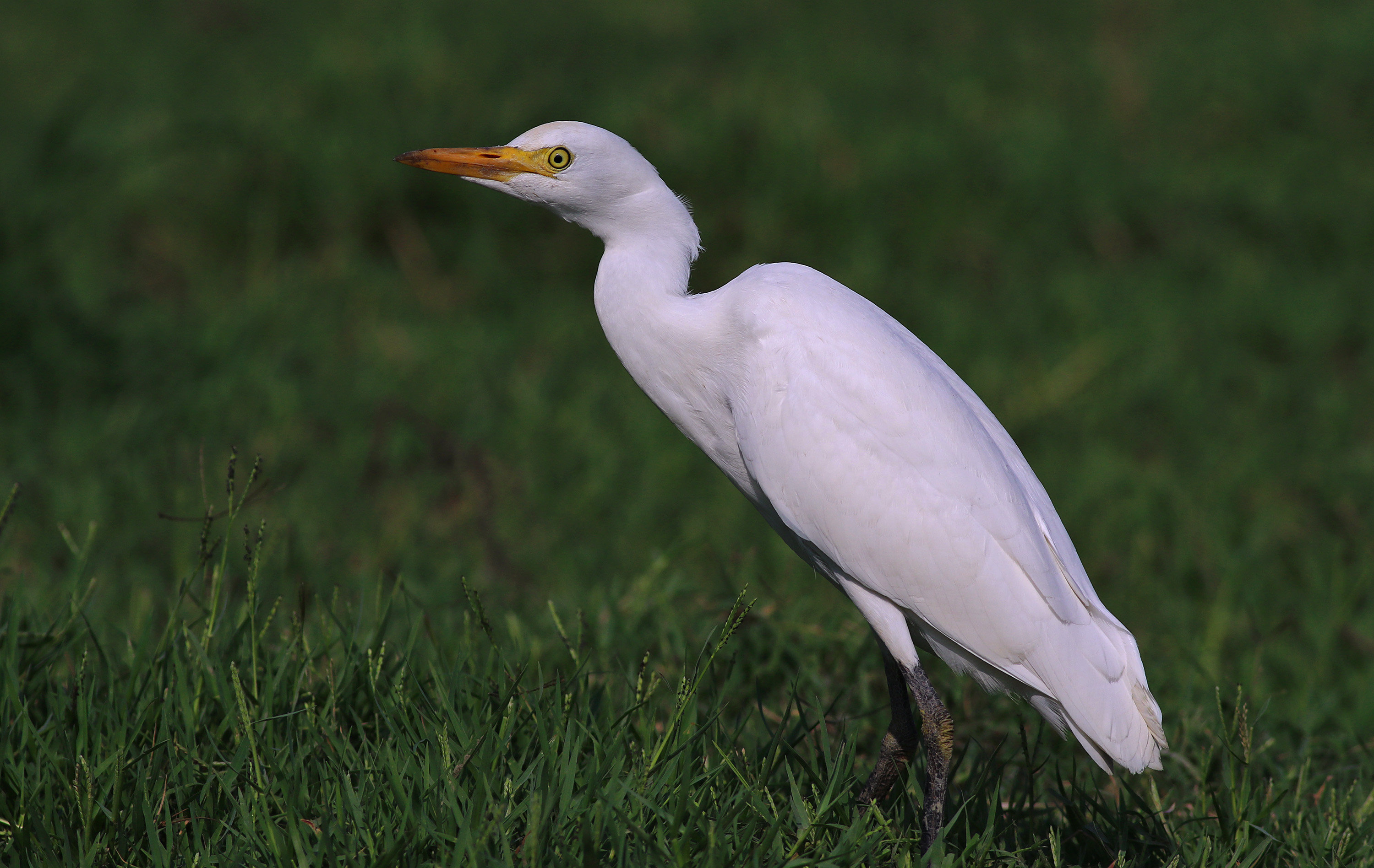 Cattle Egret